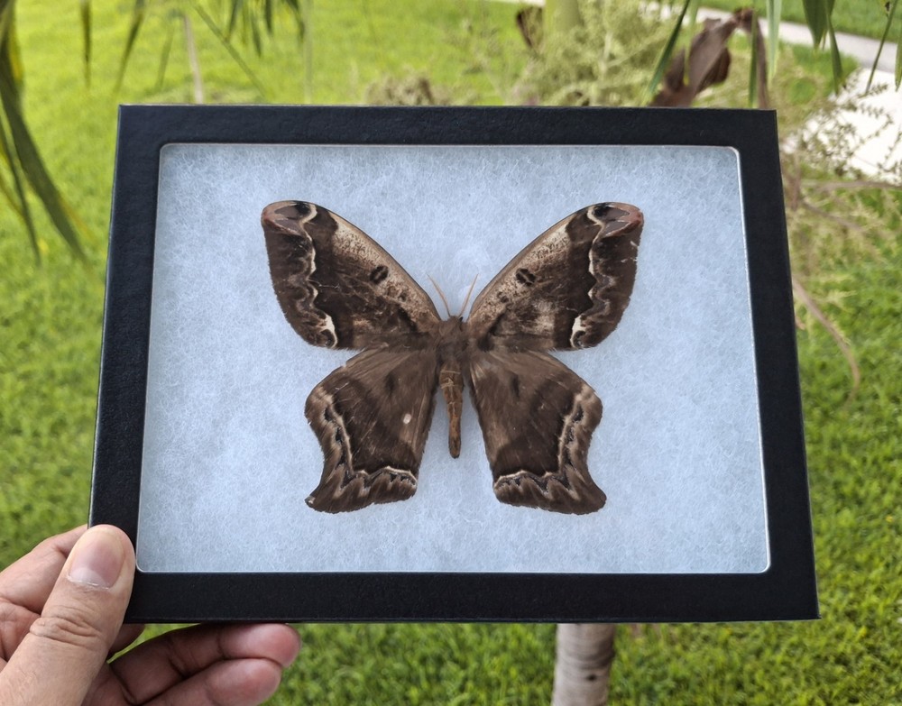 SATURNIIDAE SP. ATALAYA-PERU MOUNTED RIKER FRAMED