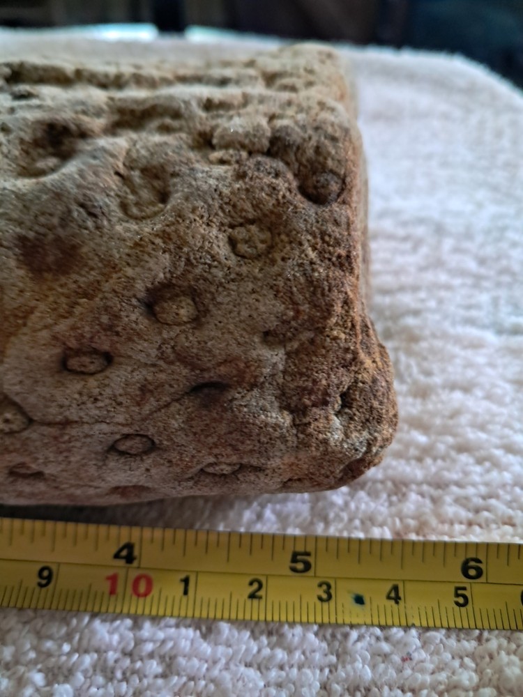 Stigmaria Fossil Root. S5