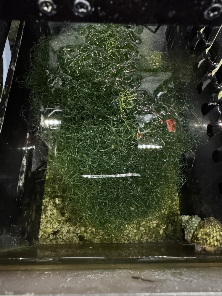 Live Chaeto Micro Algae Chaetomorpha Jar, Reef Tank, Nitrate control