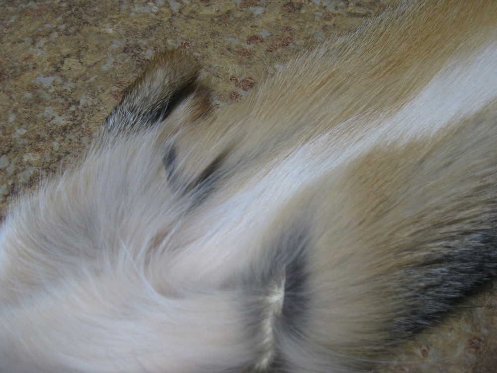 Tanned Grey Fox Damaged #0013109 Row A-1