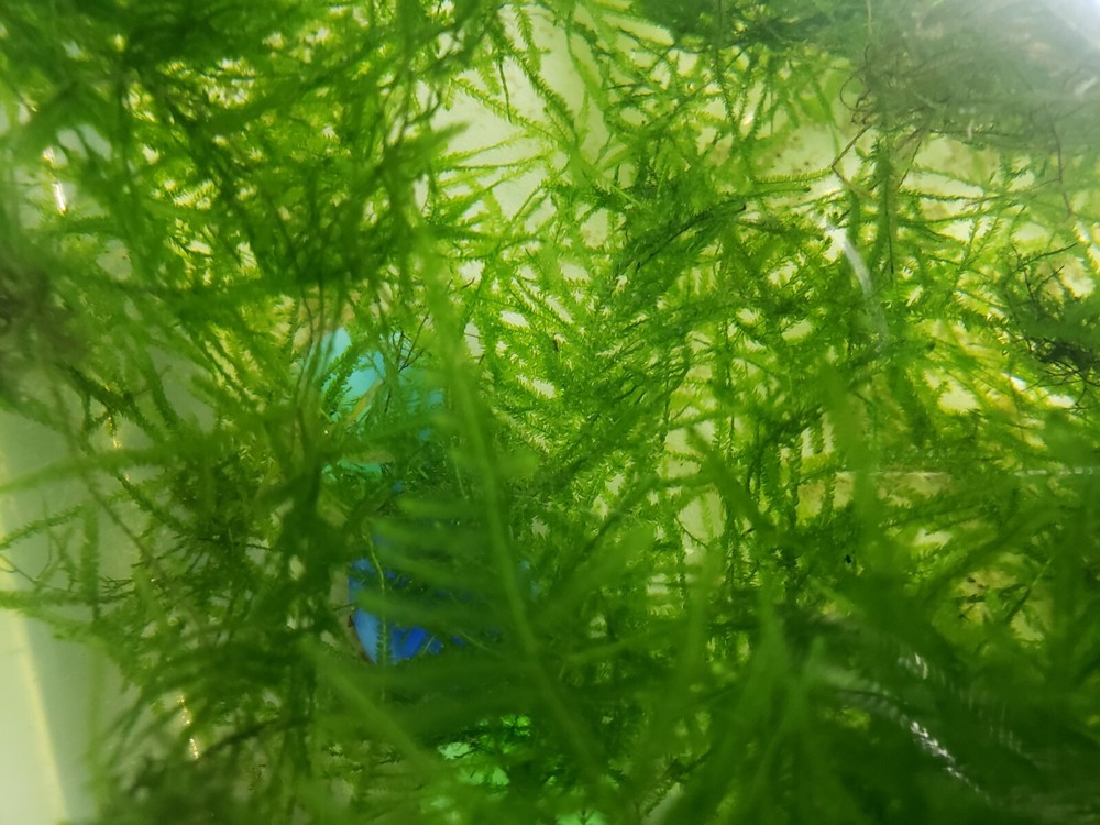 Java Moss Easy Live Aquarium Plant BUY 2 GET 1 FREE ✅💪