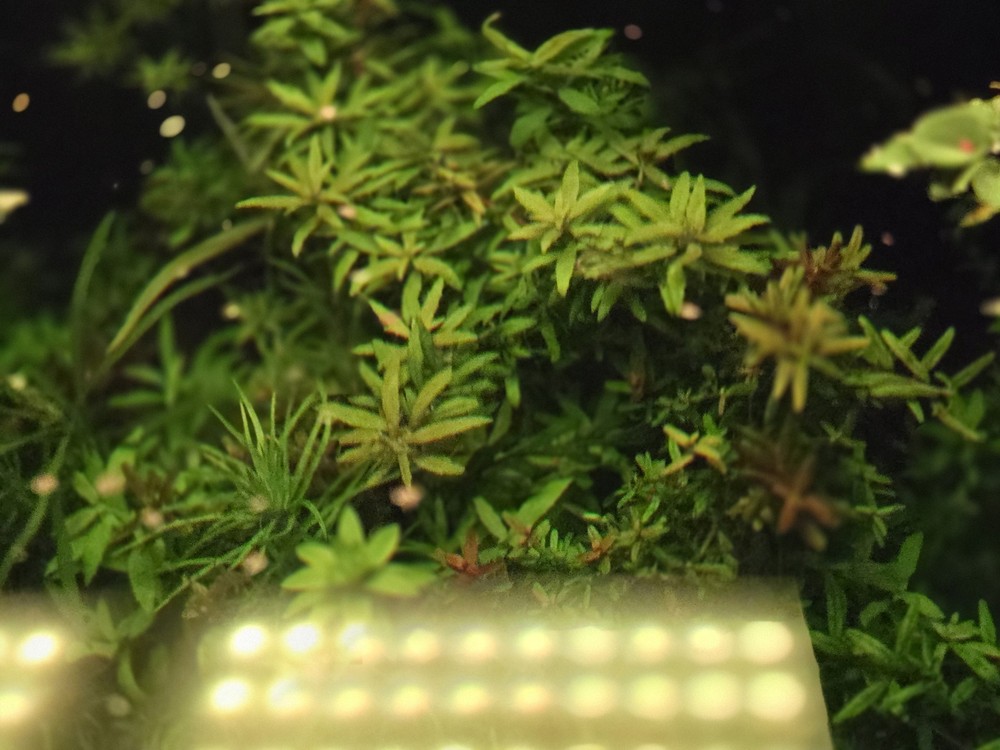 Aquatic Plant Pack 25 Stems