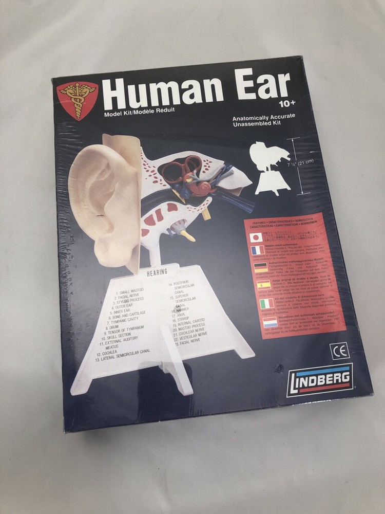 Skilcraft  Human Ear Anatomically Accurate Kit Teaching Aid or Unassembled Kit