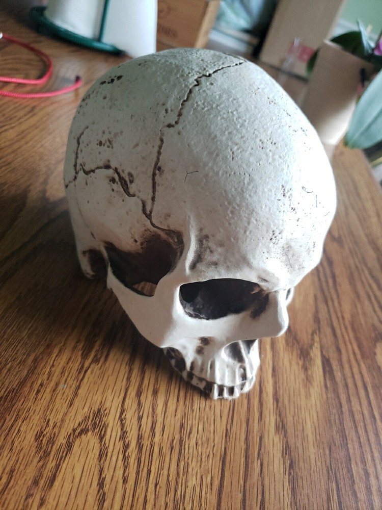 Human Skull Upper Section 3D Printed Novelty Hand Crafted In China New