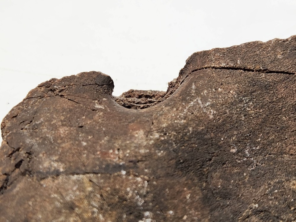 Unknown Dinosaur Bone Fossil (Coracoid?) - Morrison Fm. - UT - Jurassic