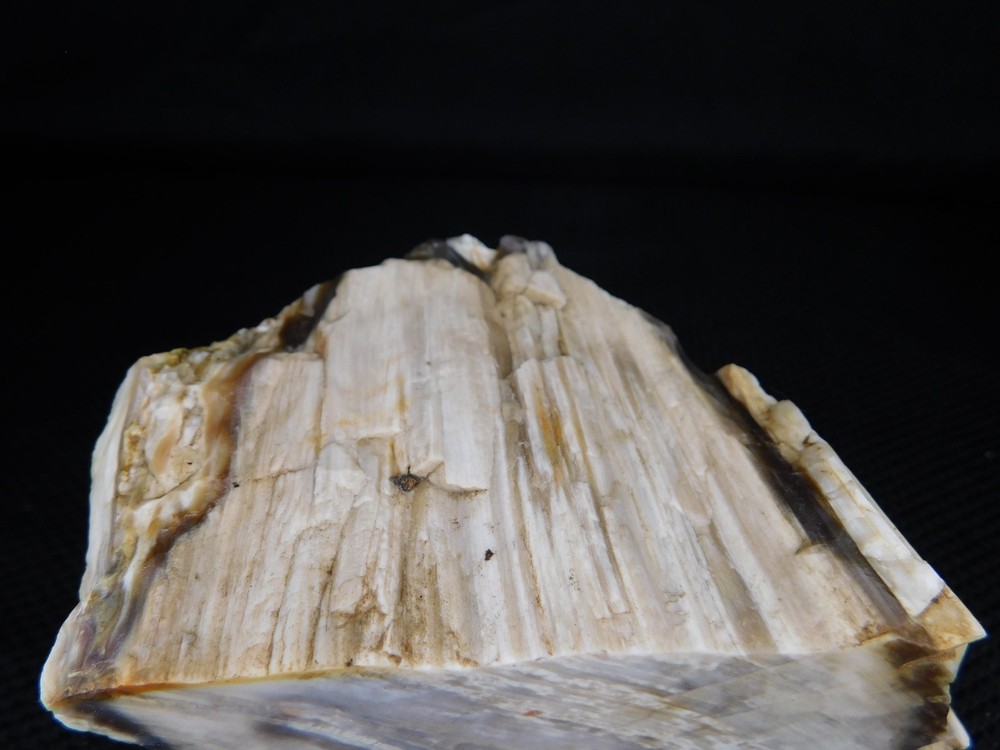 Petrified Wood Opalized Cut Display Specimen 2 lbs. 14 oz.