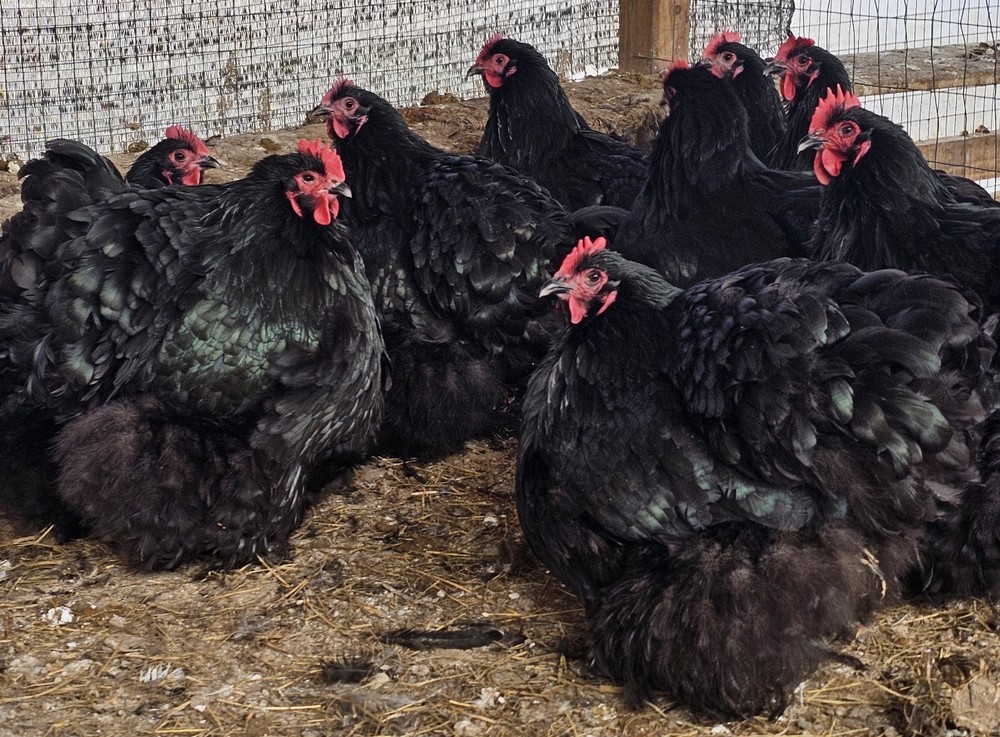 8+ English Black Orpington Hatching Eggs