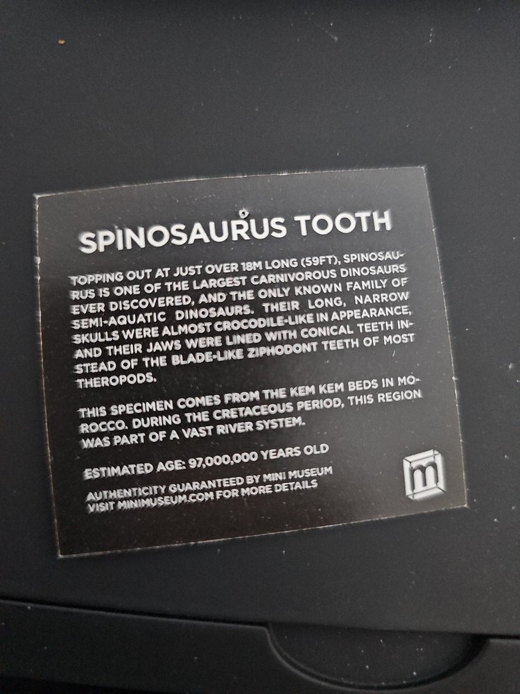 Authentic 4 1/2” Spinosaurus Tooth Fossil