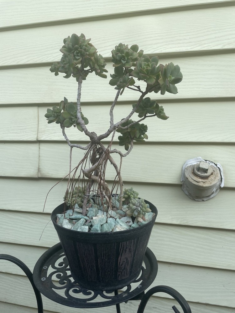 Bonsai Tree Aeonium Haworthia Tree Ship With Bare Rooted