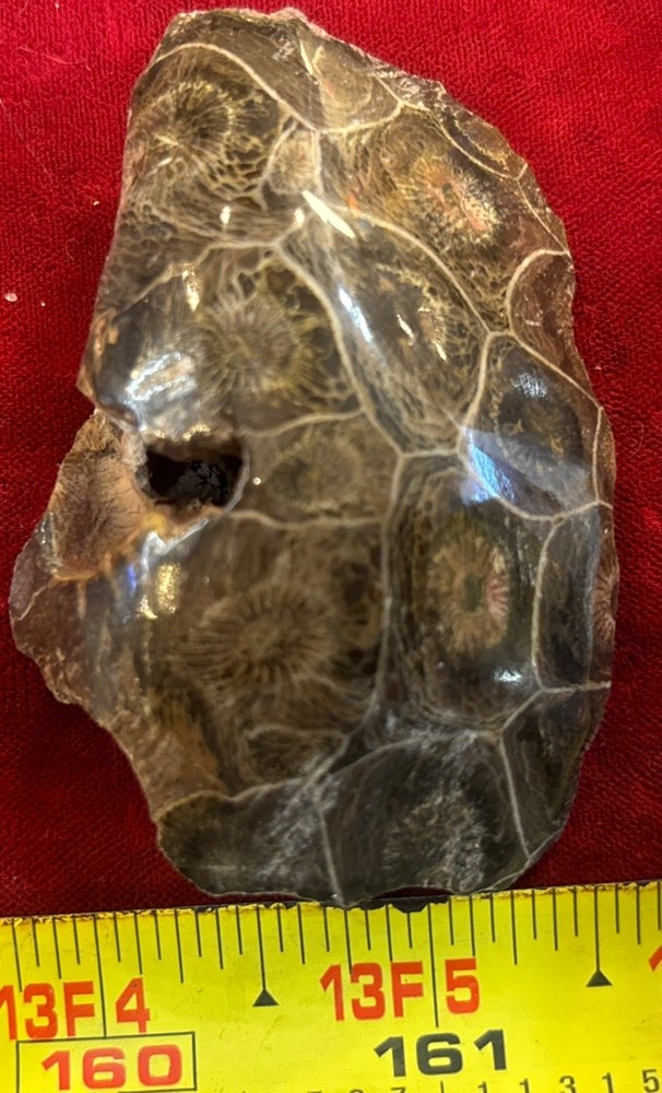 Petrified Coral End Polished
