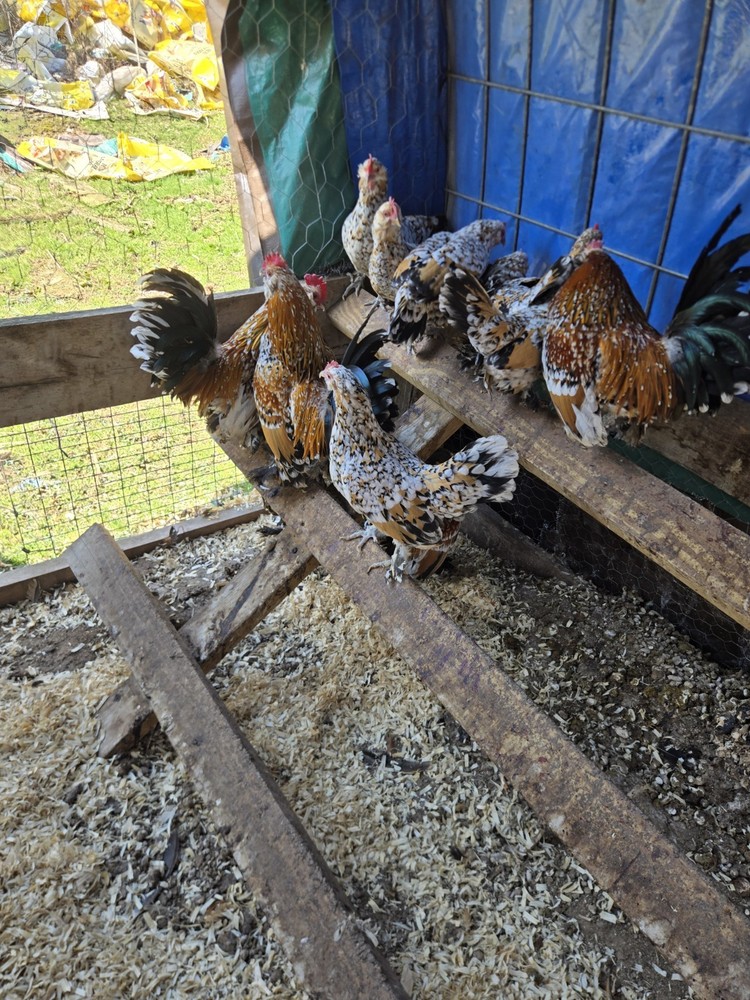 Millie Fleur D'Uccle Hatching 6 Eggs Plus 2 Extra
