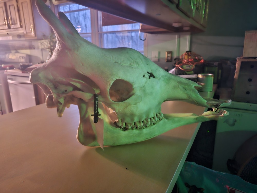 Authentic Tagged Giraffe Skull Great Condition