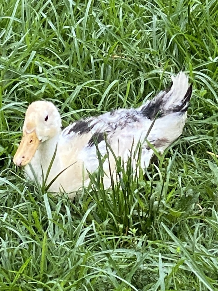 ancona duck eggs, Dozen