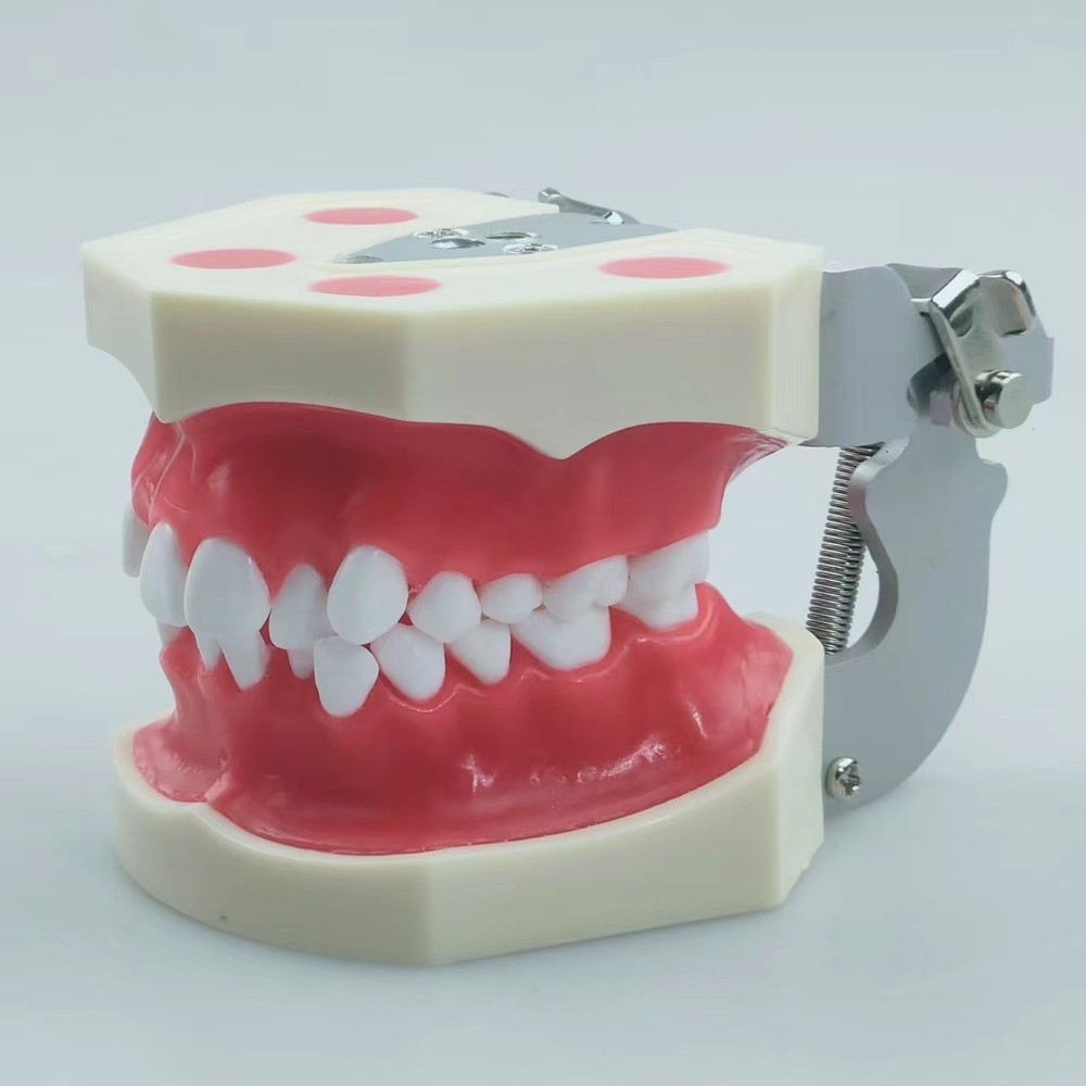 New Reusable Dental Practical Training Model/typodont/orthodontics Wax Model