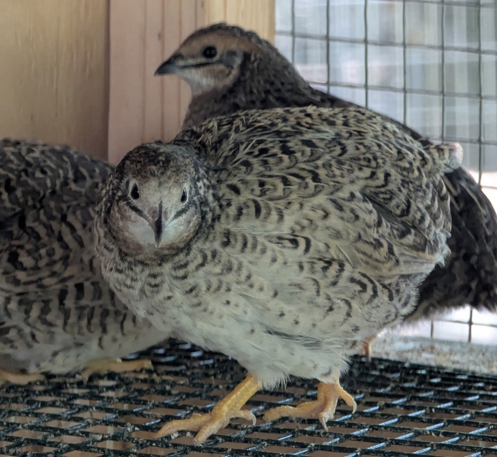 18+2 Button Quail Hatching Eggs