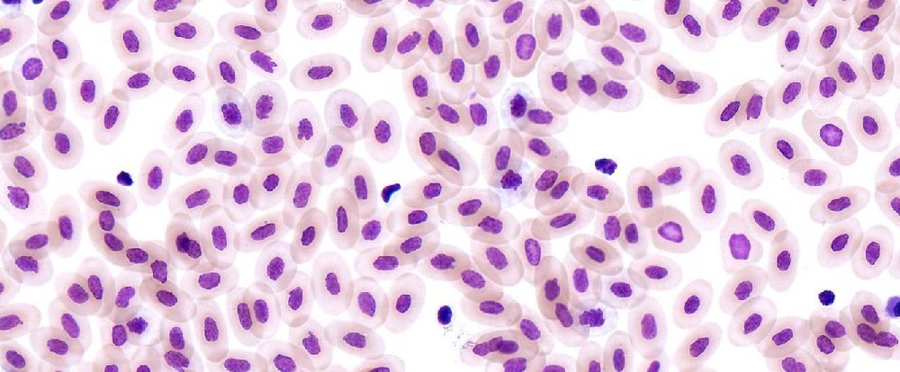 ABGIL Reptile Histology Microscopic Slides