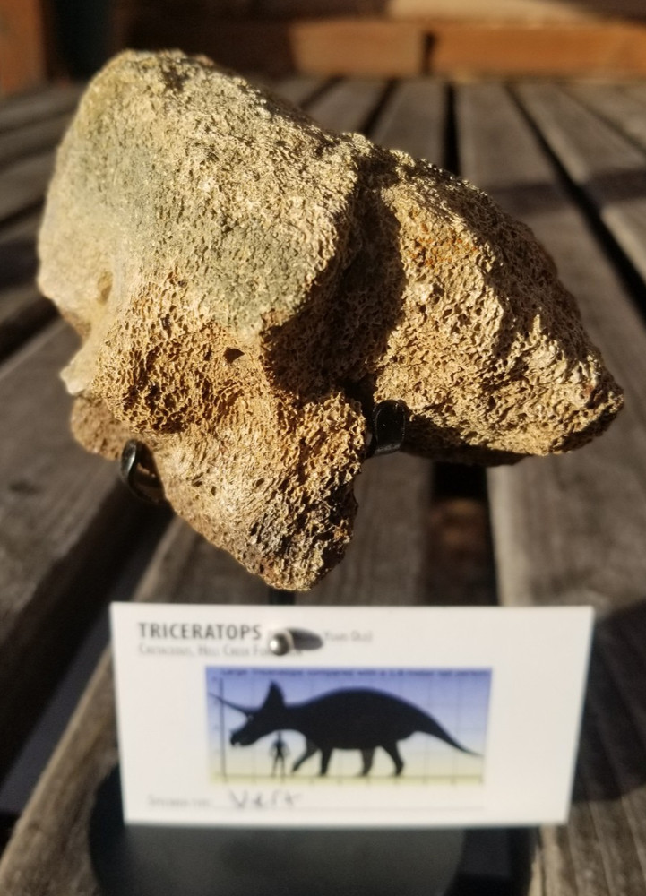 Nice Triceratops Vert Section Fossil Specimen Cretaceous Hell Crk MT Recent Dig