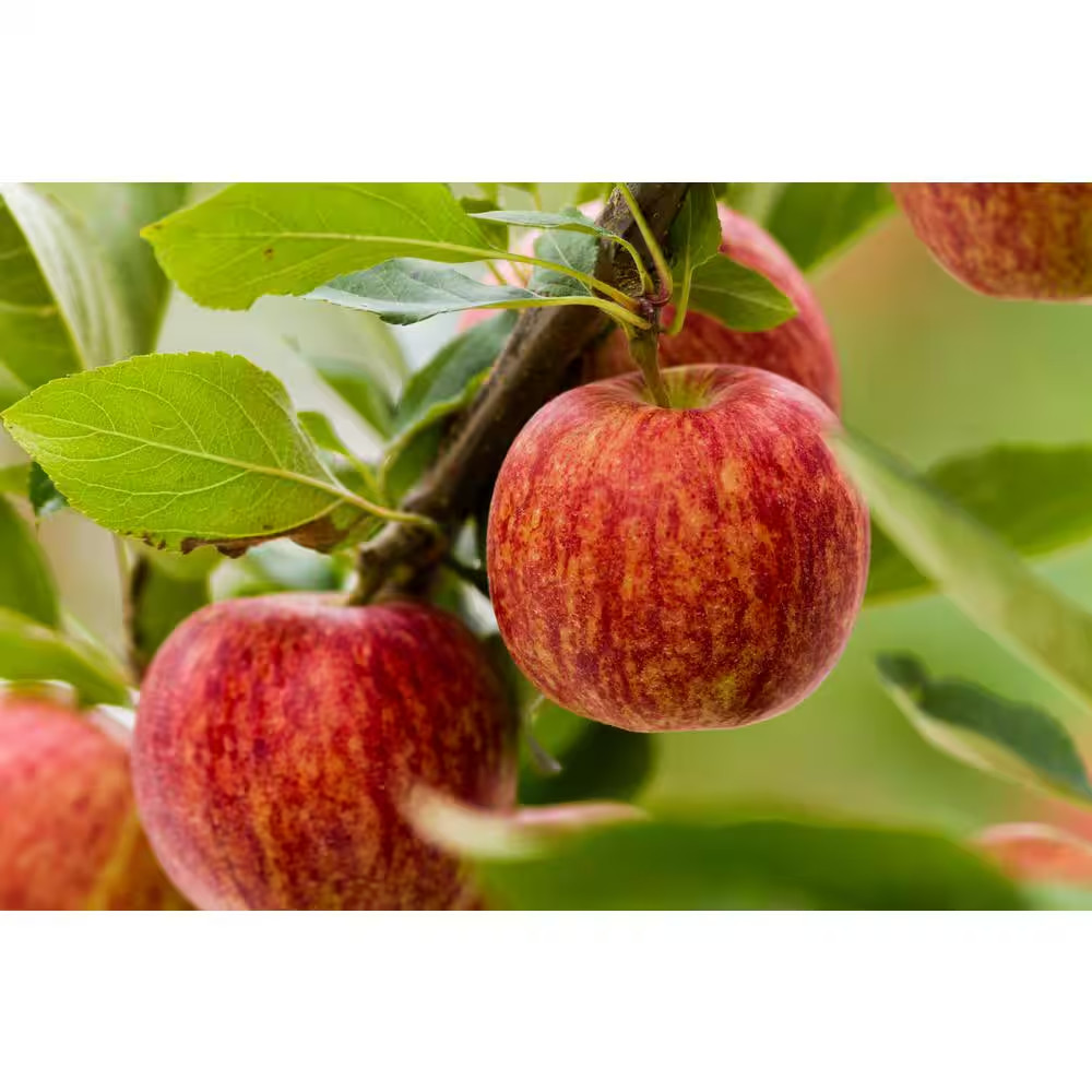 Dwarf Gala Apple Tree Bare Root