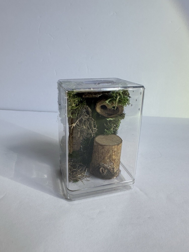 Handmade Jumping Spider Enclosure Nature Themed