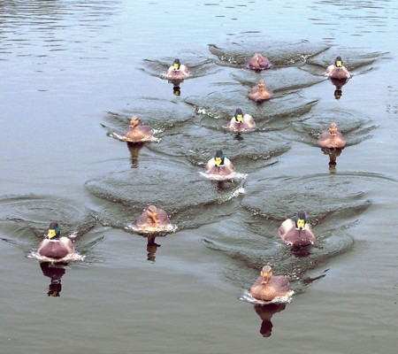 Mojo Jerk A Spreader