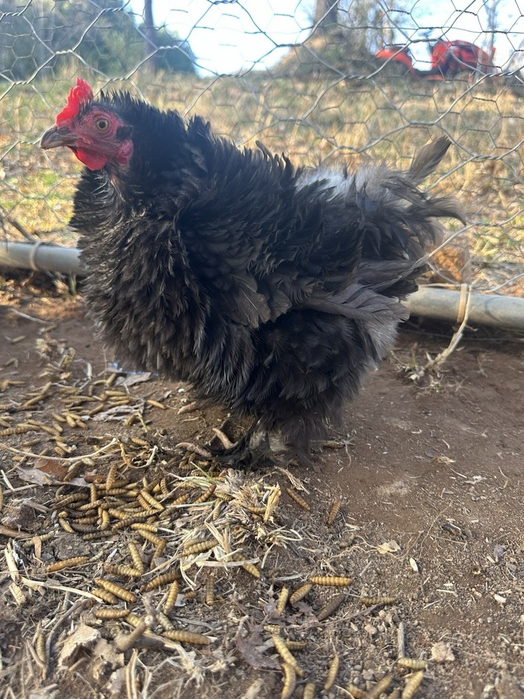 Bantam Cochin blue/black mottled Hatching Eggs