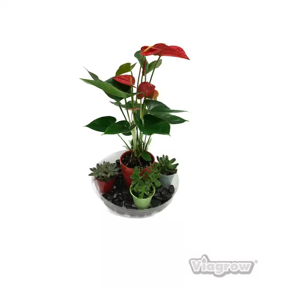 17.5 In. Clear Plastic Saucer (5-Pack)