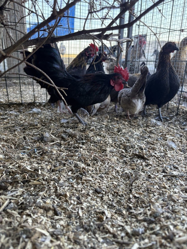 Kikiriki Serama hatching Eggs (NPIP) 1/2 Dz