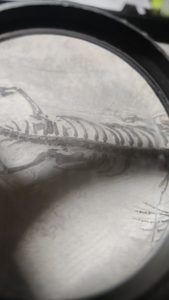 KEICHOUSAURUS FOSSIL