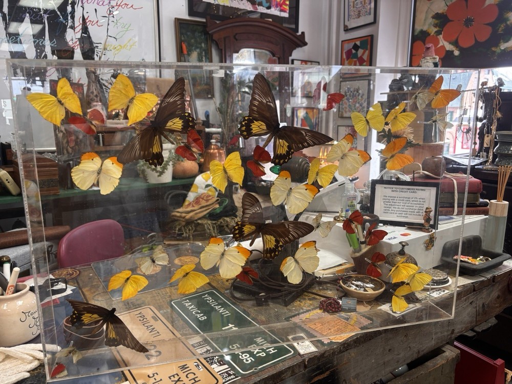 M.Hill Butterfly Collection Taxidermy