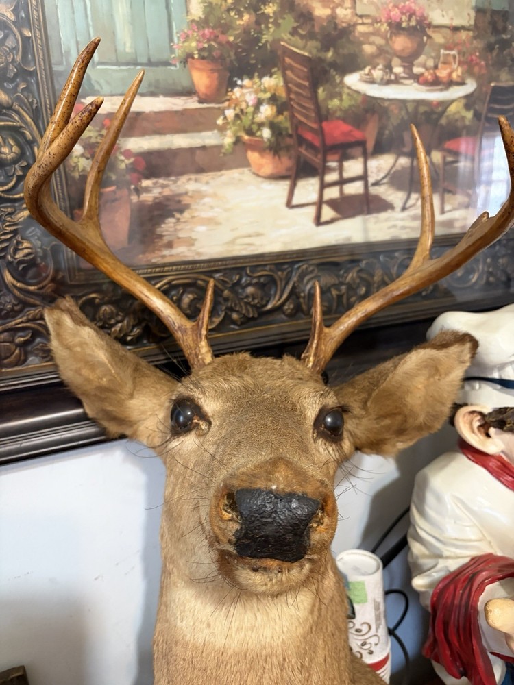 8 Point Buck Mount