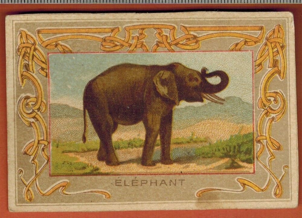 Image - Chromo - The Elephant - Natural History - R.D34