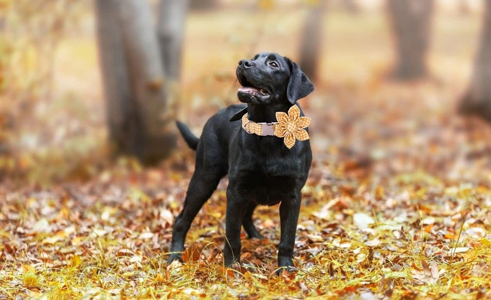 Dog Collar with Flower Soft and Comfortable Adjustable Collar for Medium Dogs...