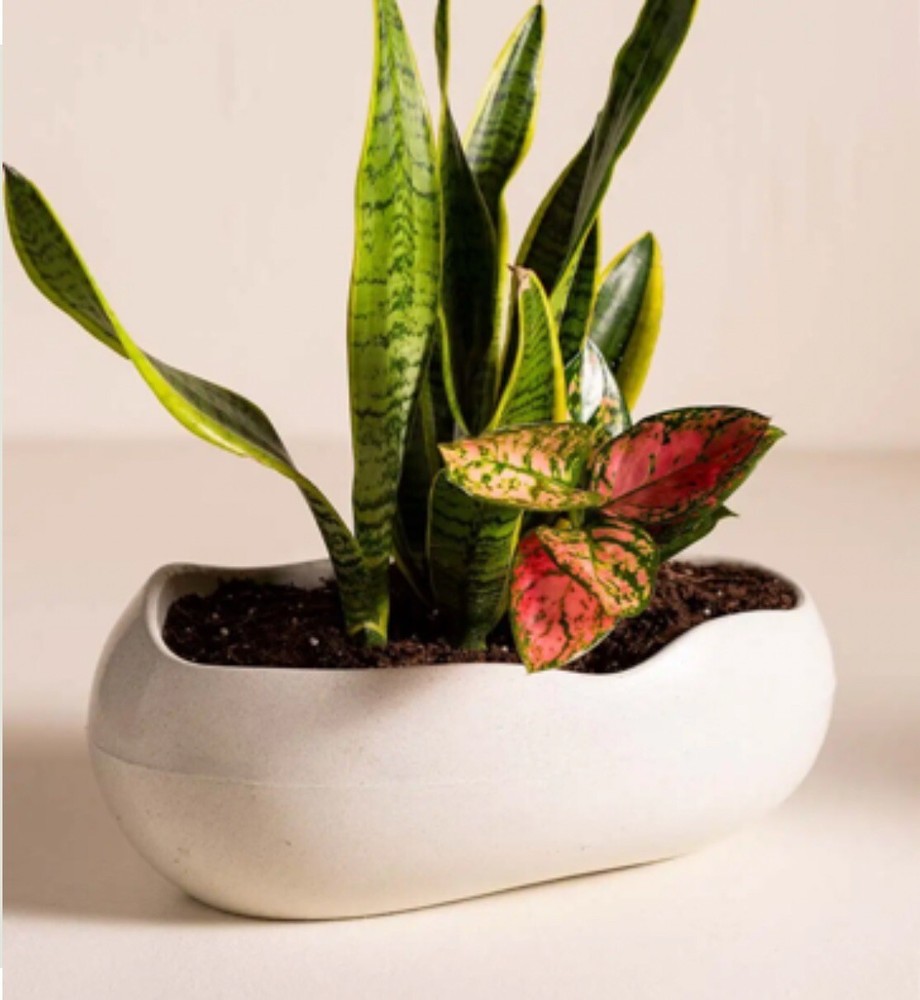 Rolled Stone Eco-Planters, Open - White