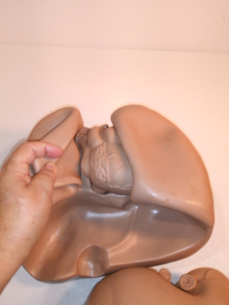 Gaumard SIMA Model Chest cavity containing realistic organs