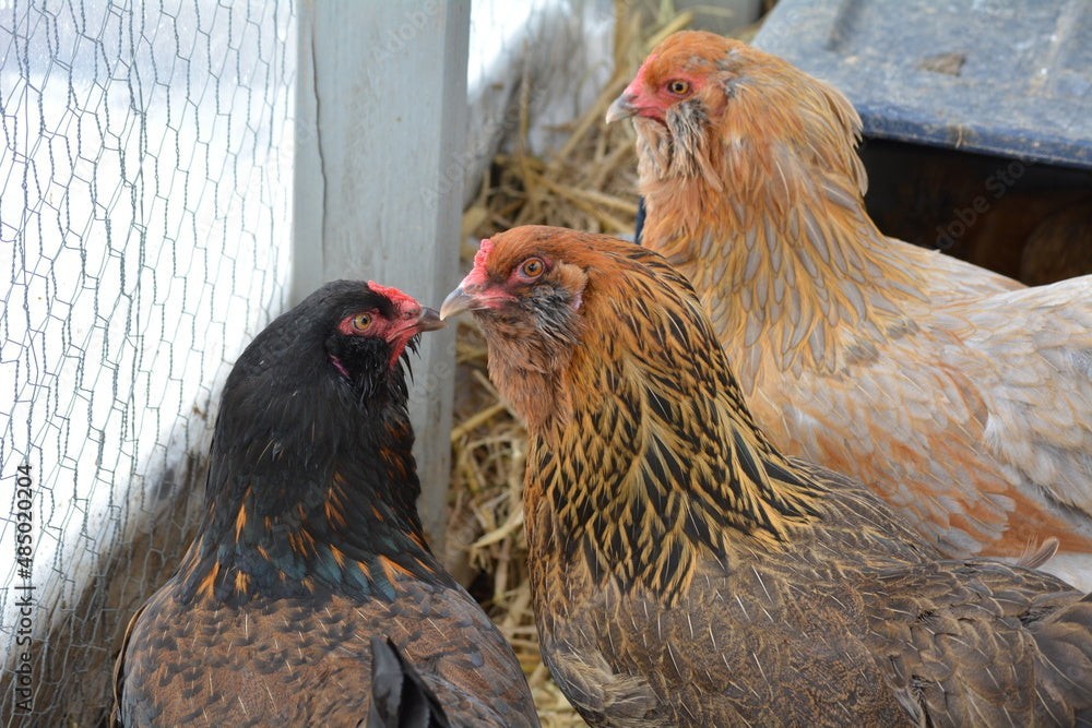 Easter Egger 1Dozen BLUE Fertile Hatching Eggs