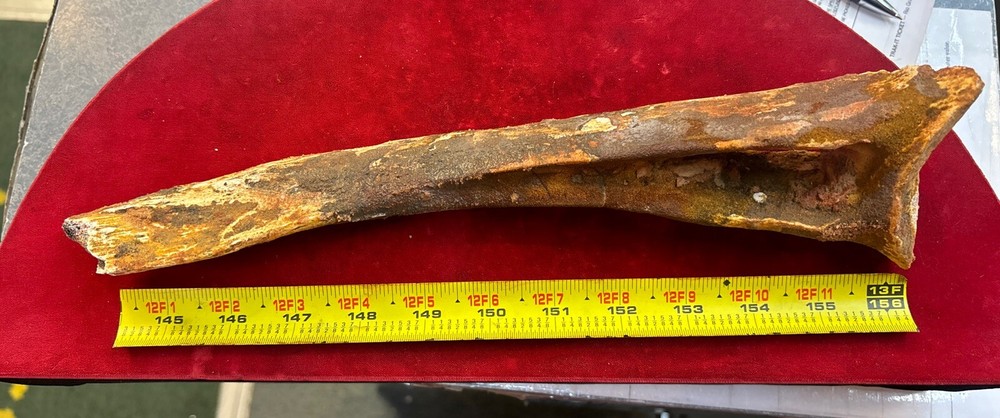 Hadrosaur Chevron Bone