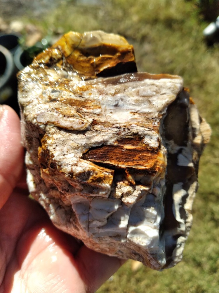 Agatized Wood (New Mexico), It Fluorescent Under UV Light