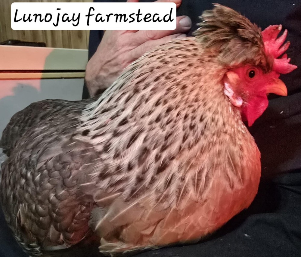 12 + Crest Cream Legbar Hatching Eggs