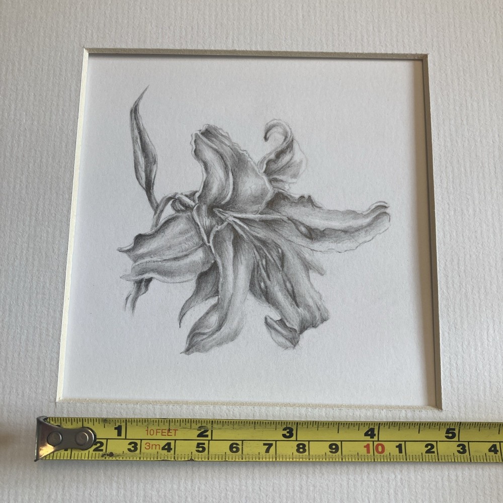 Original Artwork Botanical Flower Lily Graphite Pencil Drawing