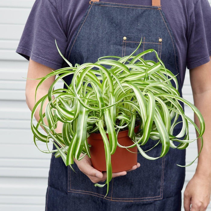 Spider Plant 'Bonnie' 3" Pot