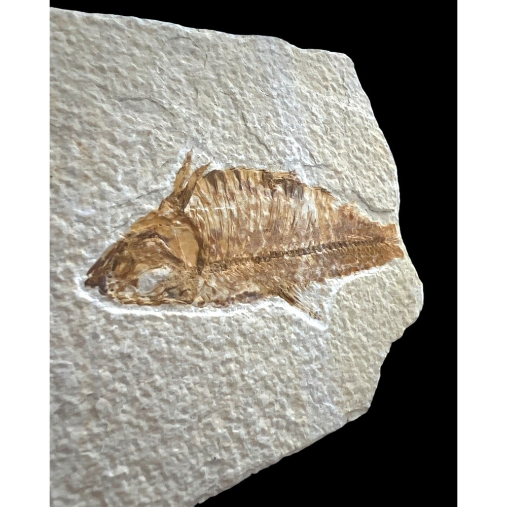 Ancient Fossil Fish On Stone 5 x 4