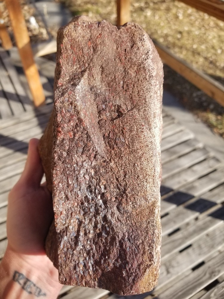 Great 8.75Lb Multi Color Agatized Dinosaur Gem Bone Polished Specimen Display