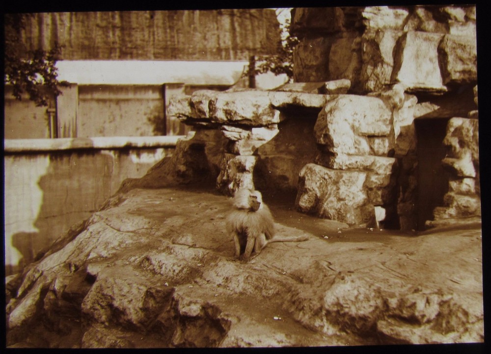Glass Magic Lantern Slide MONKEY AT A ZOO C1910 PHOTO