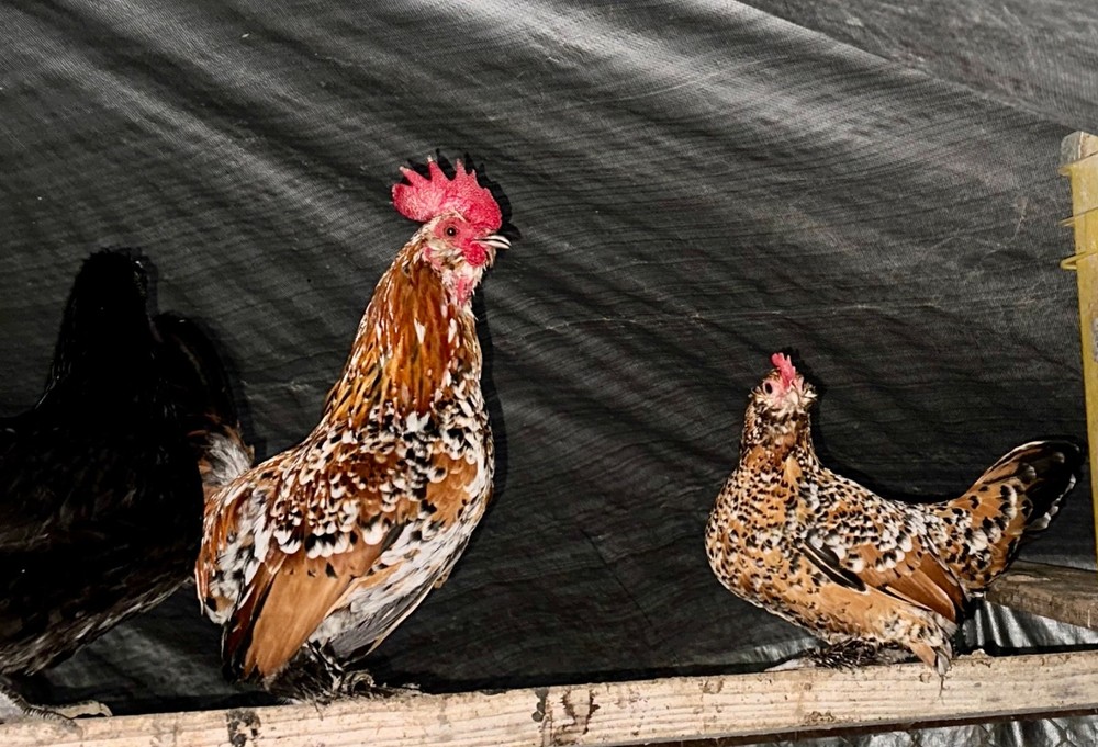 Mille Fleur Bantam Fertilized Hatching Eggs 6+ count will continue to grow