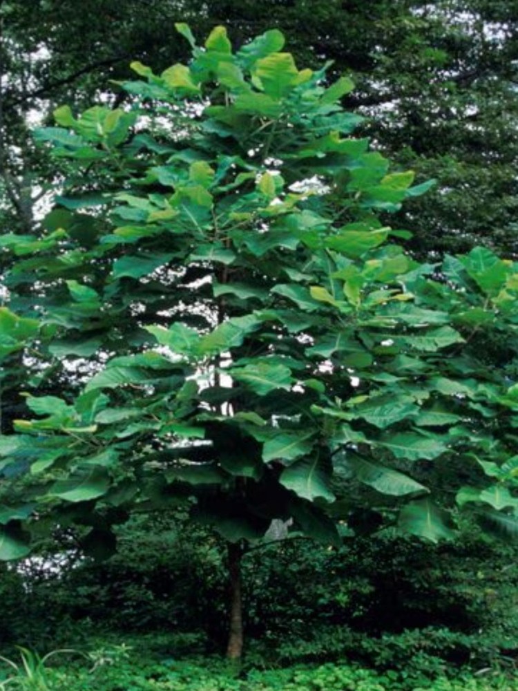 big leaf magnolia tree 12" to  30"