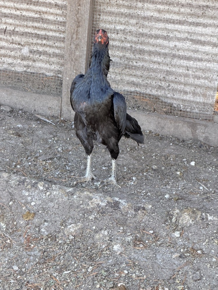 Japanese Chicken Hatching eggs
