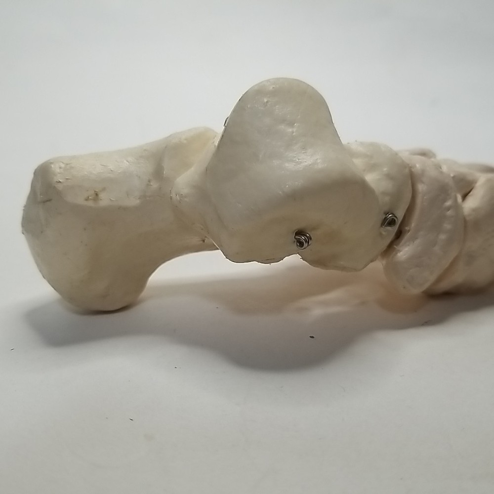 Skeleton Biology Class scientific Left Foot Model