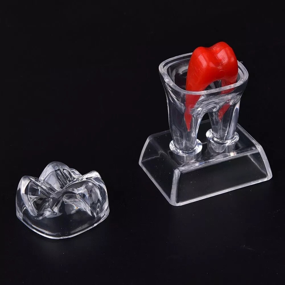 Dental Plastic Emulational Quality Crystal Base Hard Tooth Separable Molar Model
