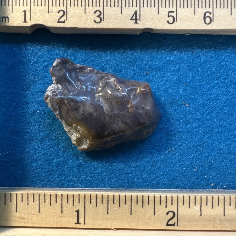 Dinosaur Coprolite (poop) Polished in Display Case
