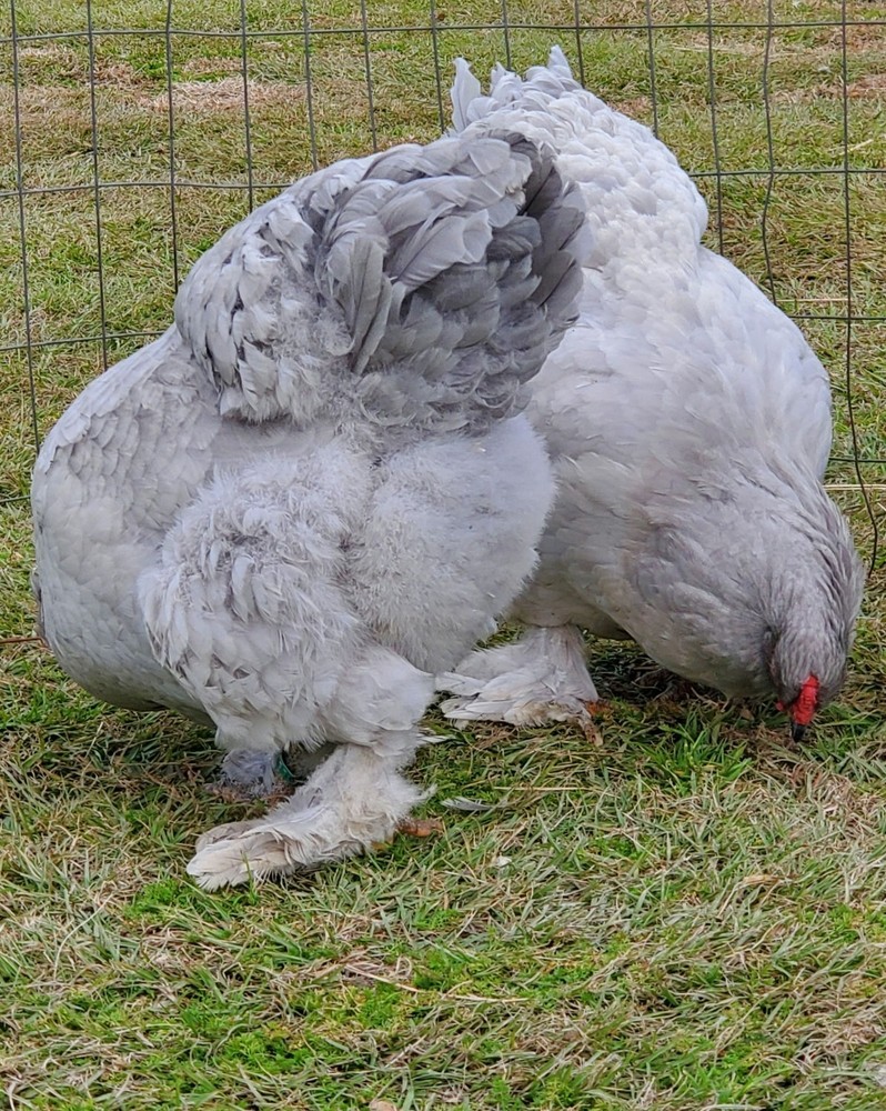 8+ Lavender Brahma Hatching Eggs